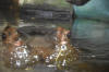 FlussPf